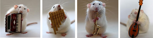 talented musical mice