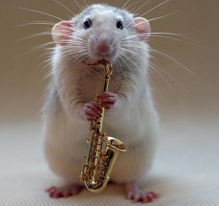 talented musical mice