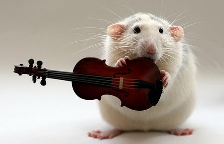 talented musical mice