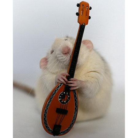 talented musical mice