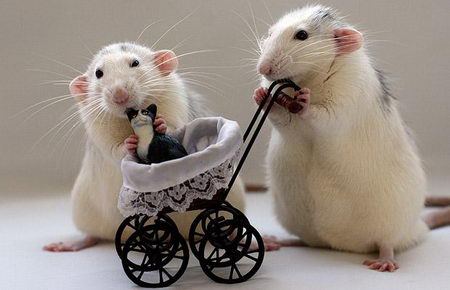 talented musical mice