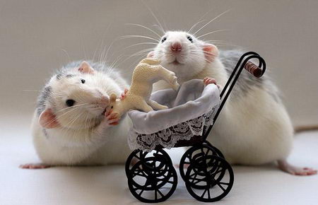 talented musical mice