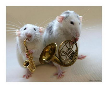 talented musical mice