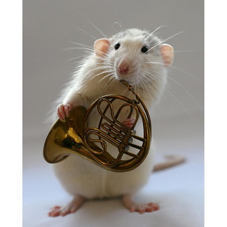 talented musical mice