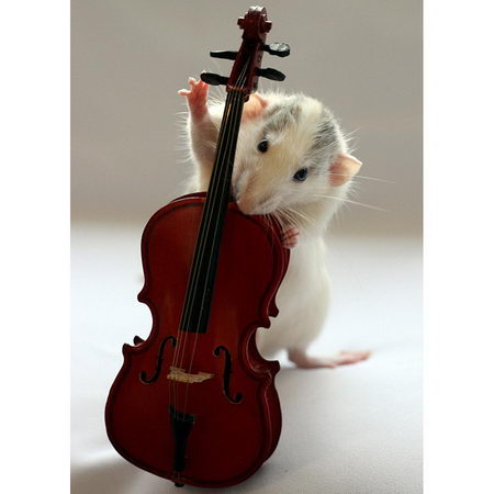 Talented Musical Mice - Way Too Cute | Design Swan