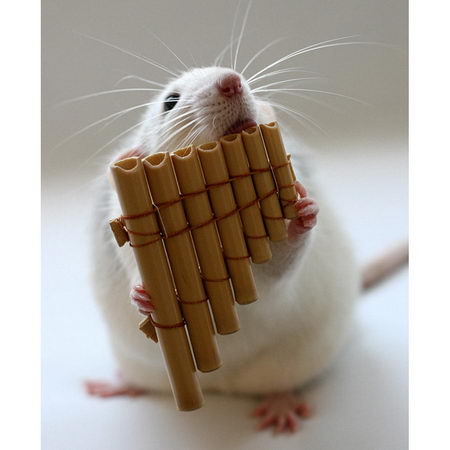 talented musical mice