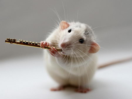 talented musical mice