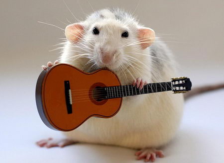 talented musical mice