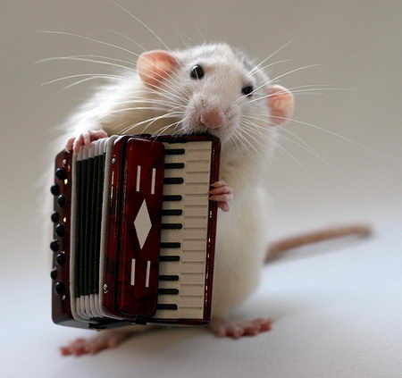 talented musical mice