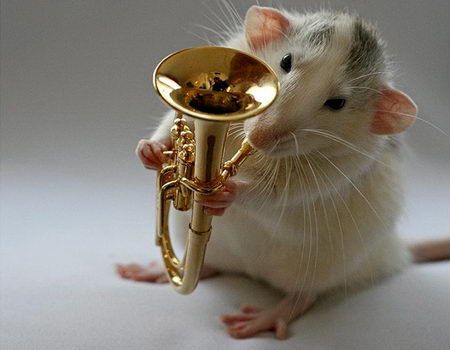 Talented Musical Mice - Way Too Cute - Design Swan