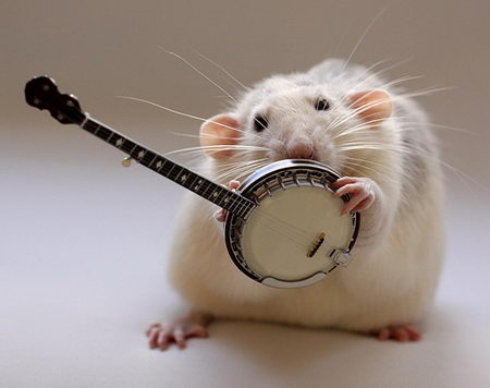 talented musical mice