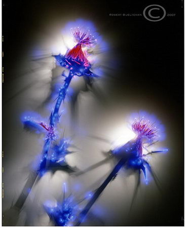 Amazing Kirlian Photography 