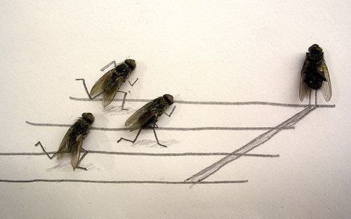 Weird and Unusual Art about Dead Flies