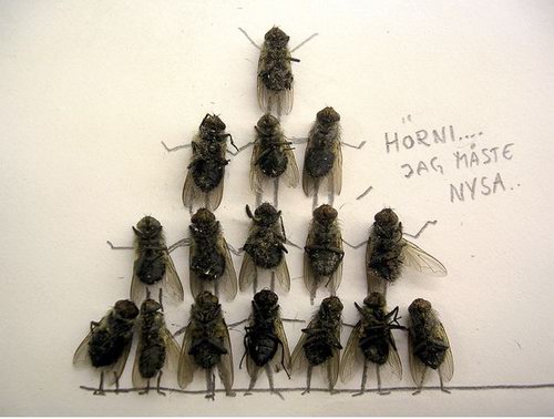 Weird and Unusual Art about Dead Flies