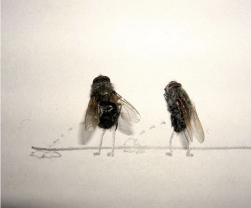 Weird and Unusual Art about Dead Flies