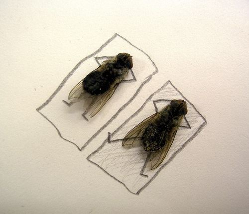 Weird and Unusual Art about Dead Flies