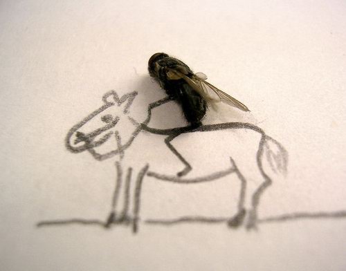 Weird and Unusual Art about Dead Flies