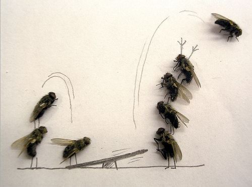 Weird and Unusual Art about Dead Flies