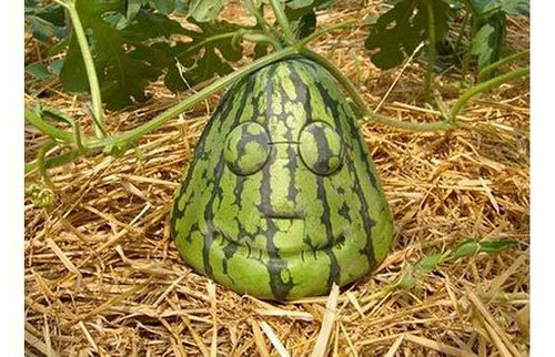 Funny Shaped Fruit and Vegetables