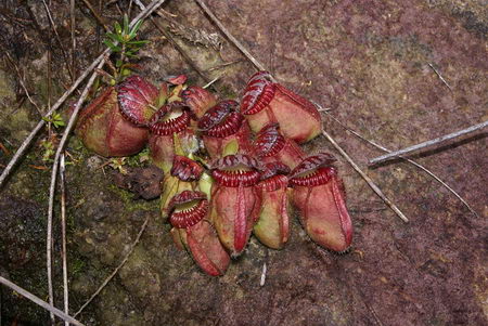 carnivorous plant - meat lover