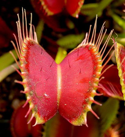 carnivorous plant - meat lover
