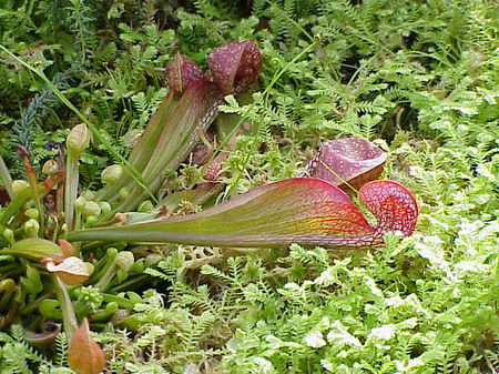 carnivorous plant - meat lover