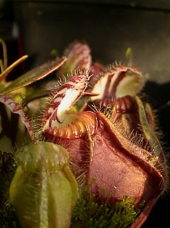 carnivorous plant - meat lover