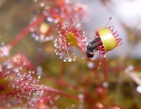 carnivorous plant - meat lover