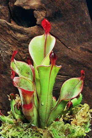 carnivorous plant - meat lover