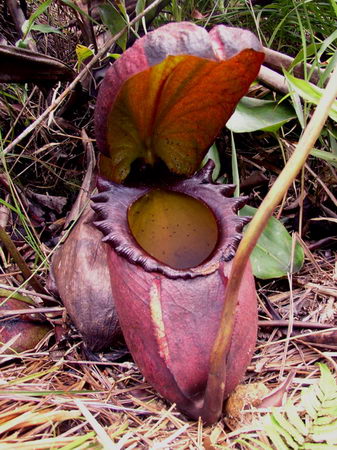 carnivorous plant - meat lover