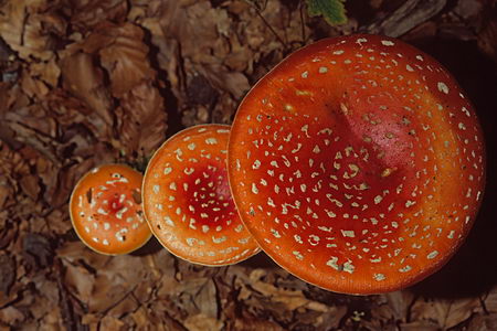 deadly beauty - poisionous mushroom