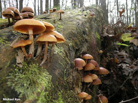deadly beauty - poisionous mushroom