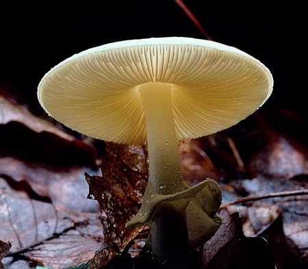 deadly beauty - poisionous mushroom