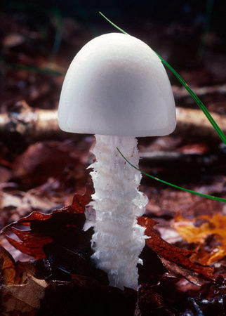 deadly beauty - poisionous mushroom