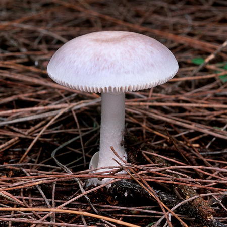deadly beauty - poisionous mushroom