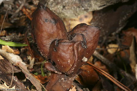 deadly beauty - poisionous mushroom