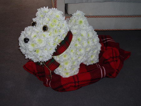 Lovely Flower Dog