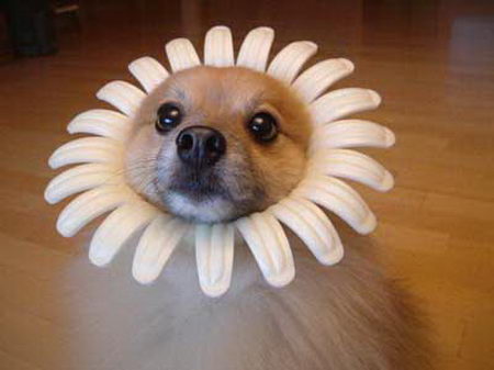 Lovely Flower Dog