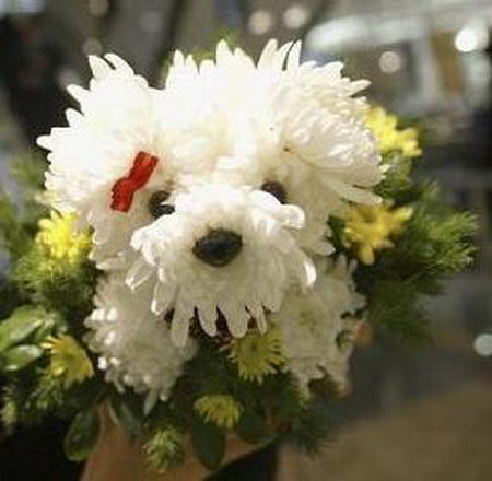 Lovely Flower Dog