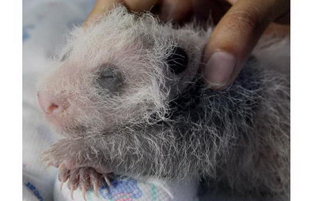 the growing up of panda cub