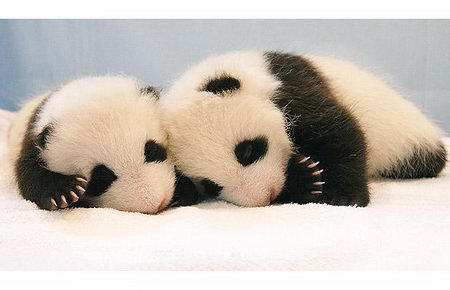 the growing up of panda cub