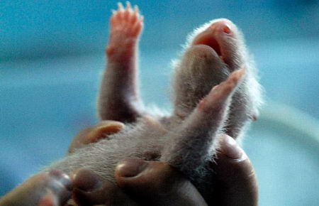 the growing up of panda cub