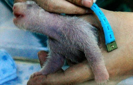 the growing up of panda cub