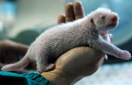 the growing up of panda cub