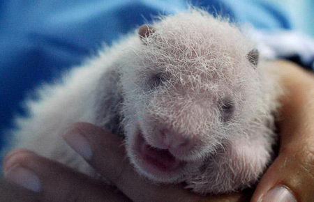 the growing up of panda cub