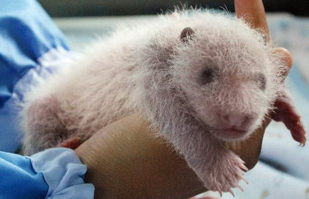 the growing up of panda cub