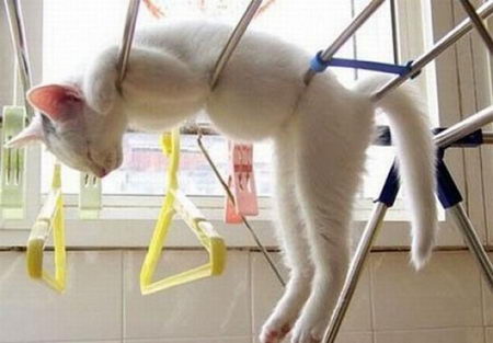 funny photos of cat's sleeping position