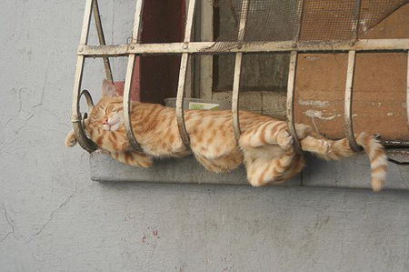 funny photos of cat's sleeping position