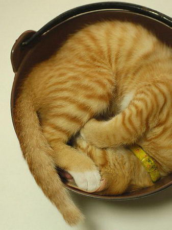 funny photos of cat's sleeping position