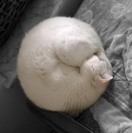 cat sleeping ball